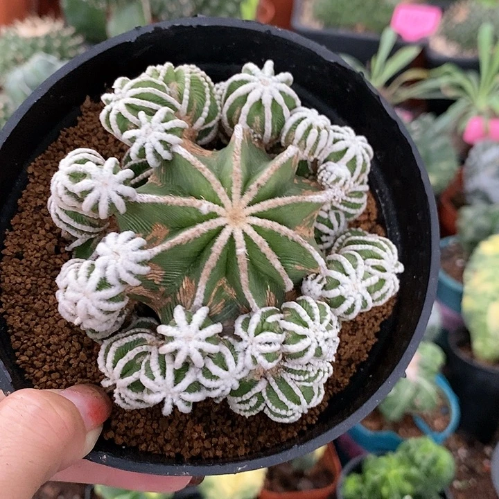 花花草草花花草草