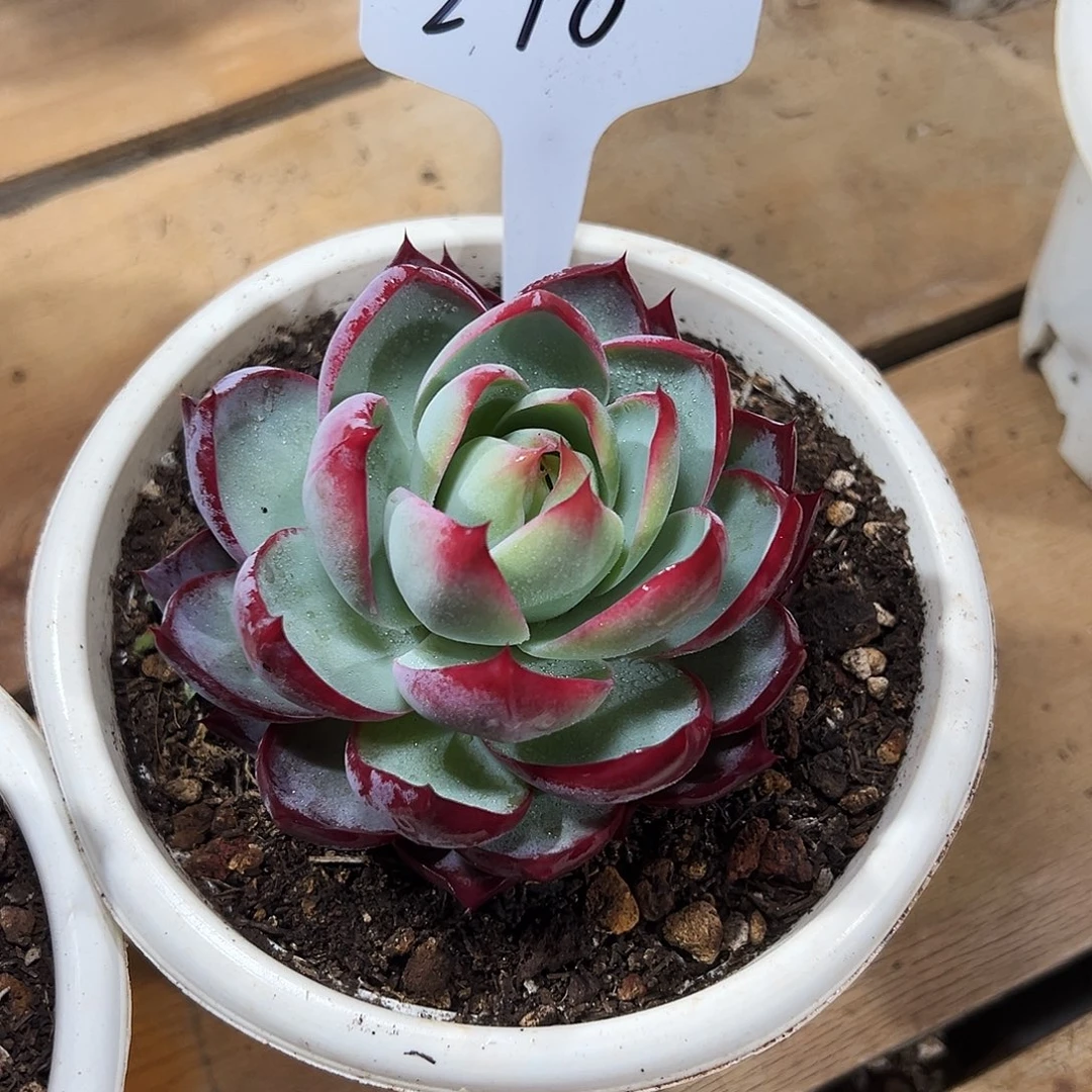 惊鸿仙子一物一拍296号