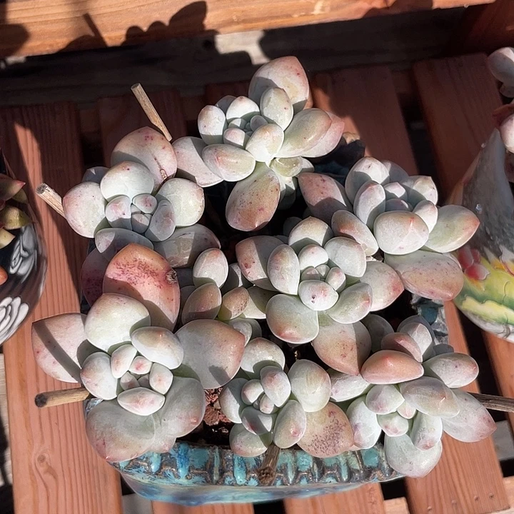 奶酪香水多肉植物老桩