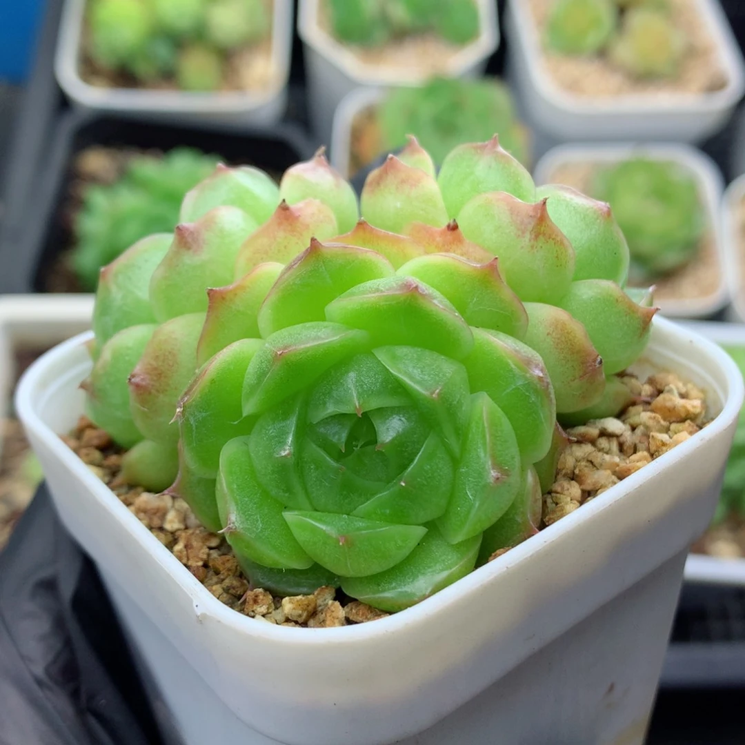 58包邮  群生不包整麦秆群37