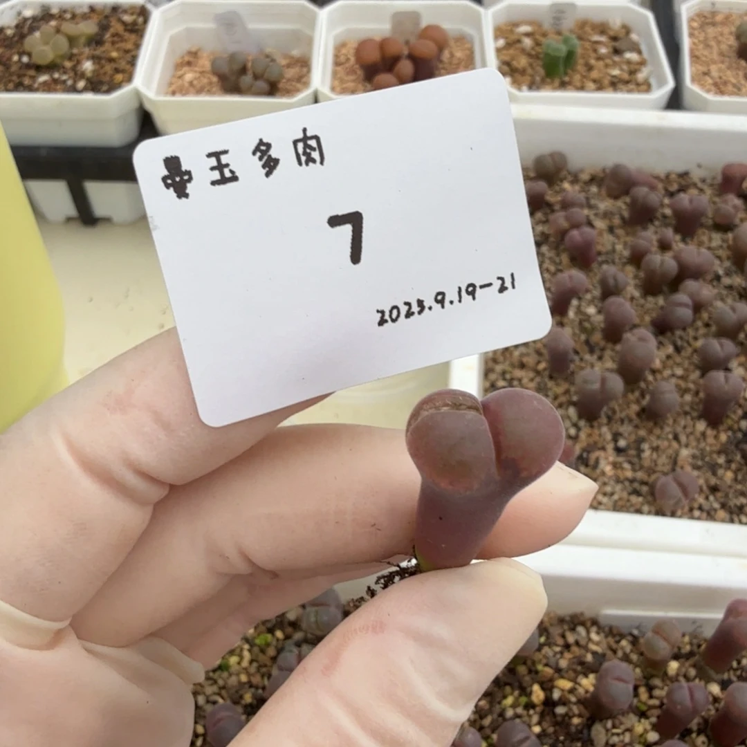 美***河多肉多肉多肉9.19-007 c10