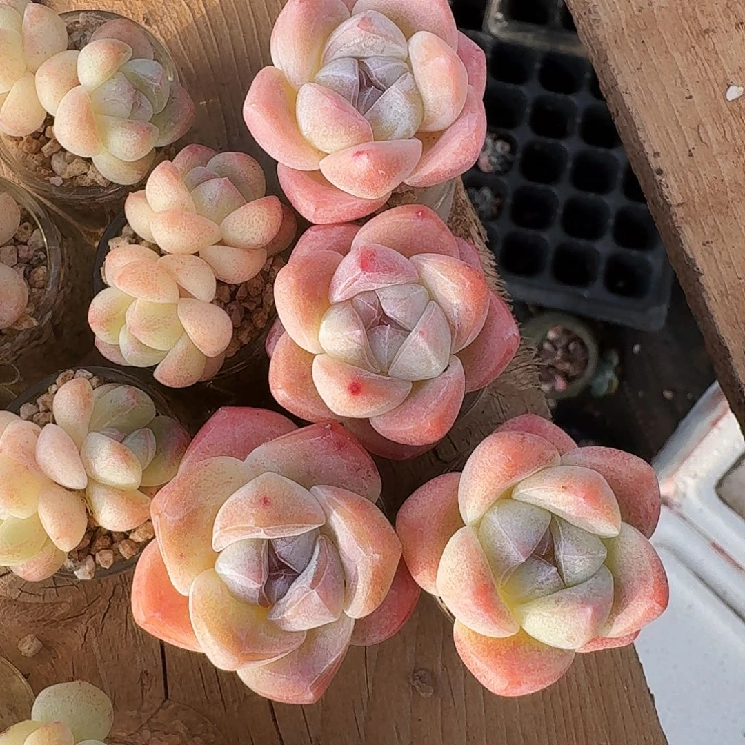 M**?玻璃瓶带头4颗一起