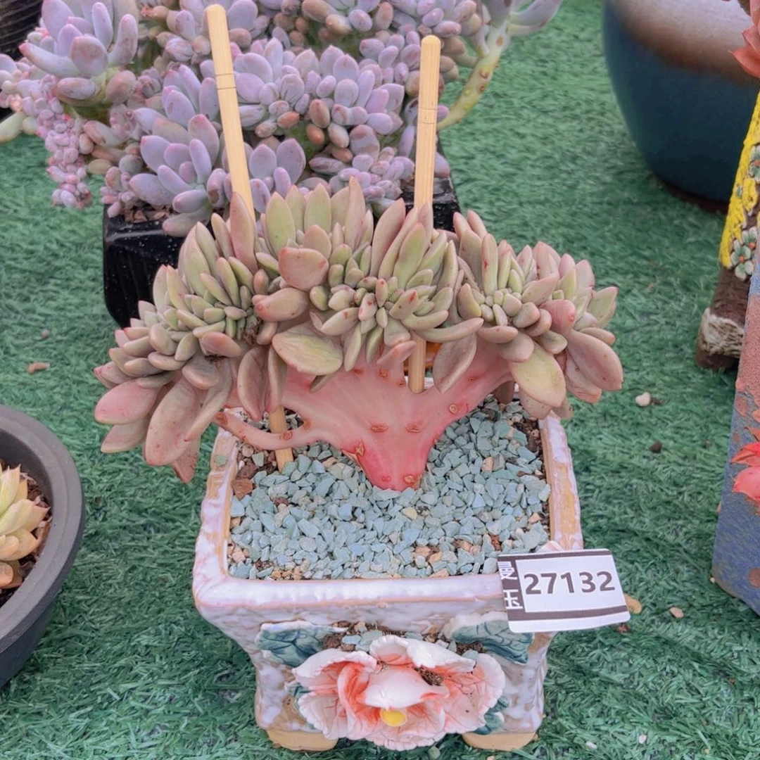 桃花源缀多肉植物27132