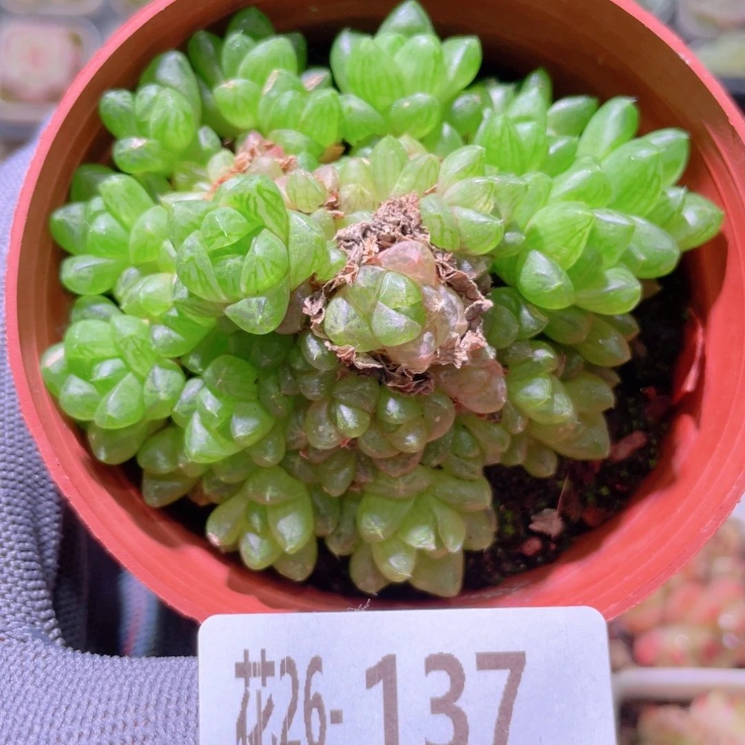 花利美26-137草玉露