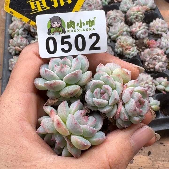 多肉植物多肉植物