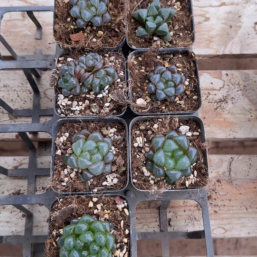 直播福利一物一拍256