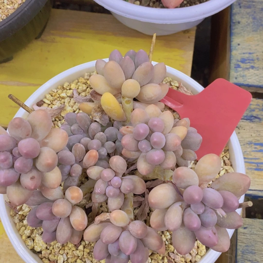 清货，专场，不做对比，一物一拍