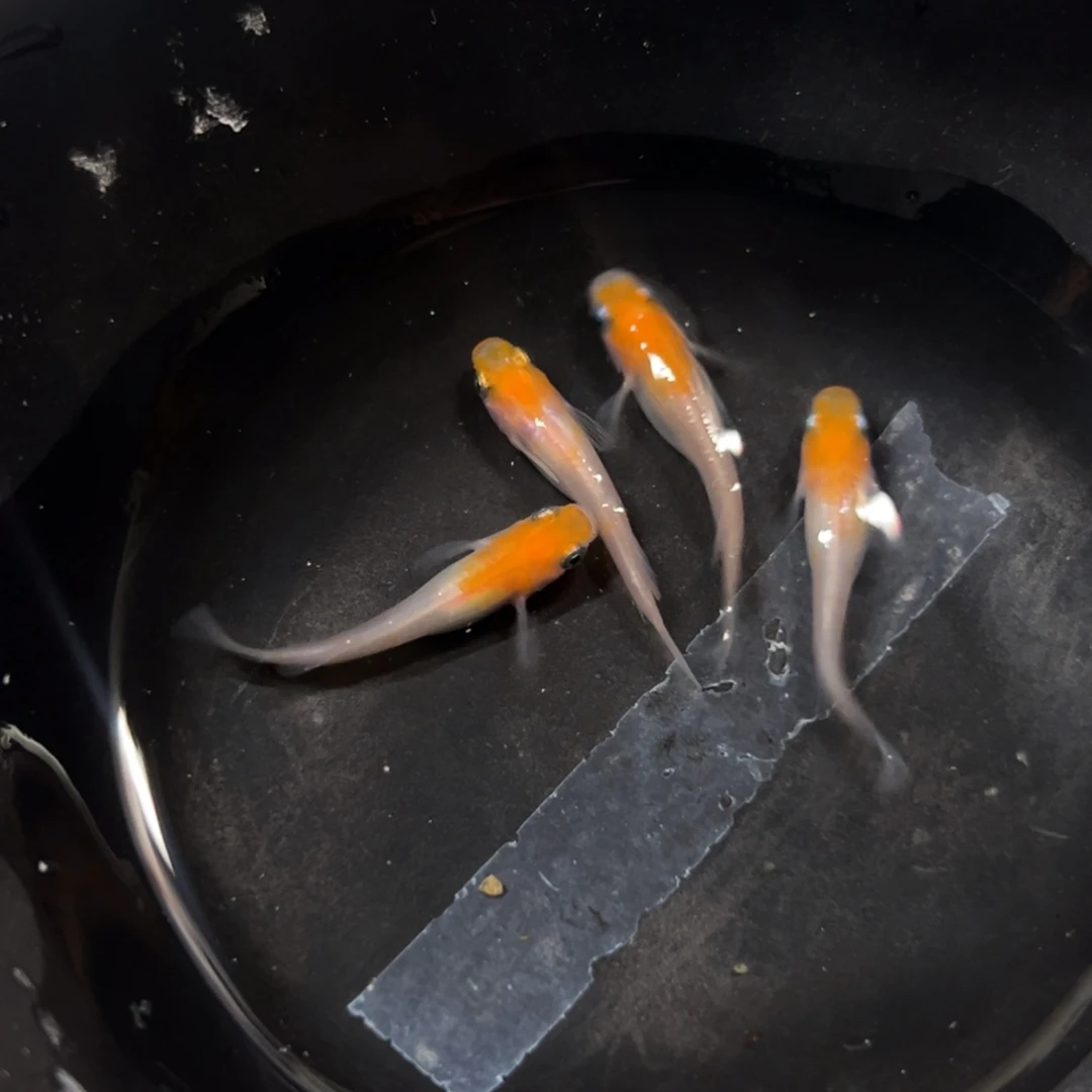 海水鱼个v会看看吃赶紧看看