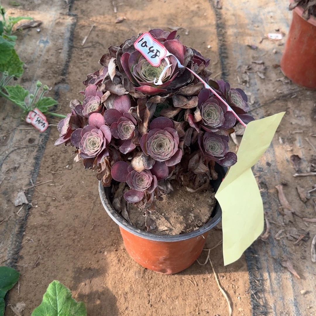 10-48枚金多肉植物