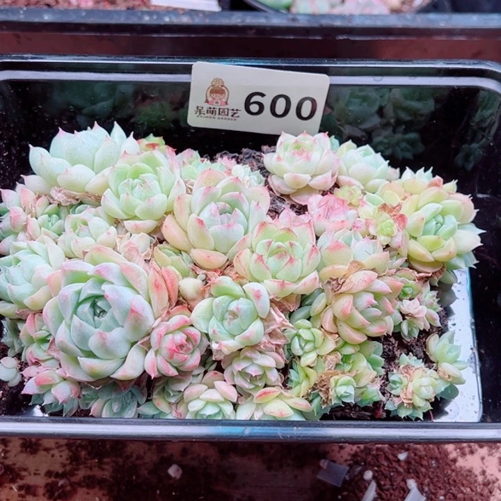 多肉植物多肉植物