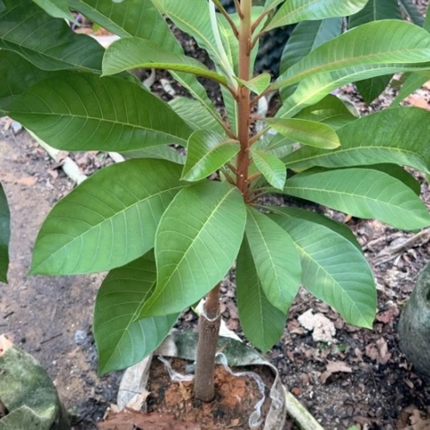 佳***喜3697368909刚果（布）46983380636