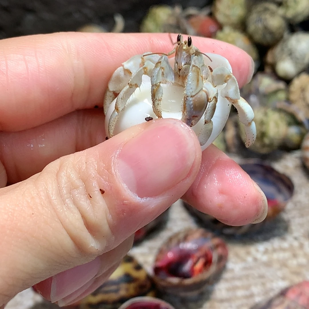 1.3口径奔跑的寄居蟹27号