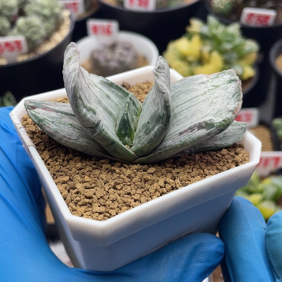 实生短丸叶白锦卧牛仙人球