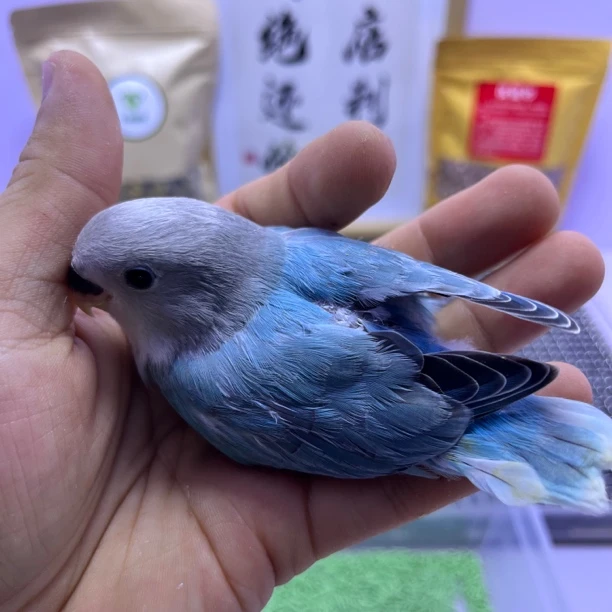 特价微咬毛松闪母L35612-桃面鹦鹉