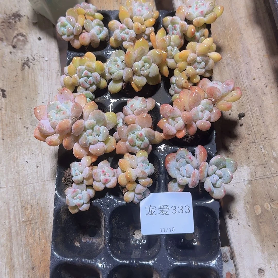 冰***卢直播福利一物一拍333