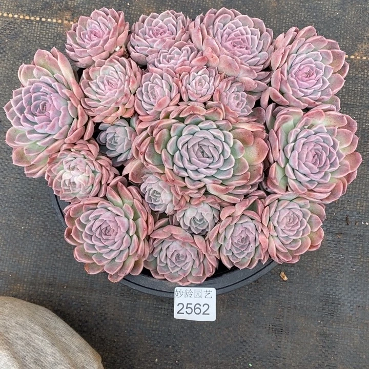 用***72562散群掉头不售后～23厘米