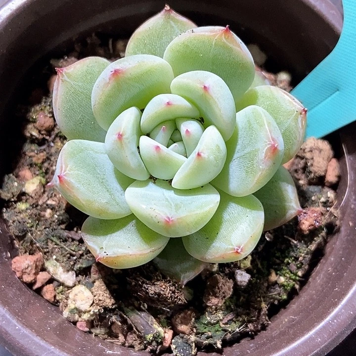 多肉植物雪花1568