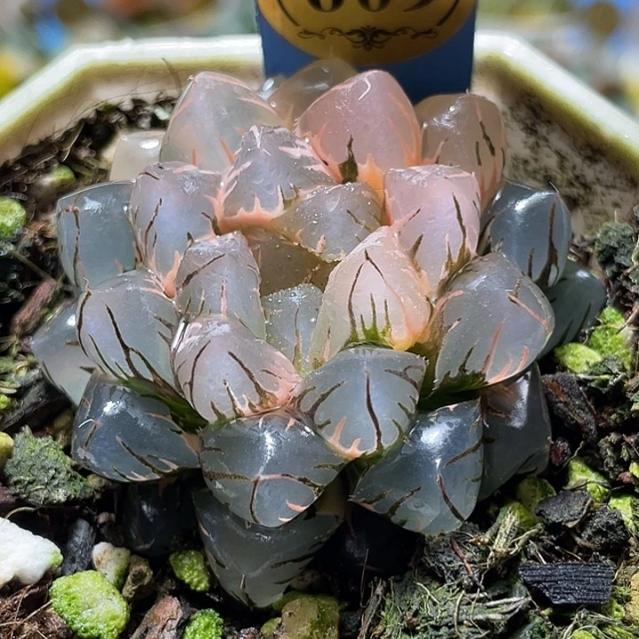 609水中月锦母本级别