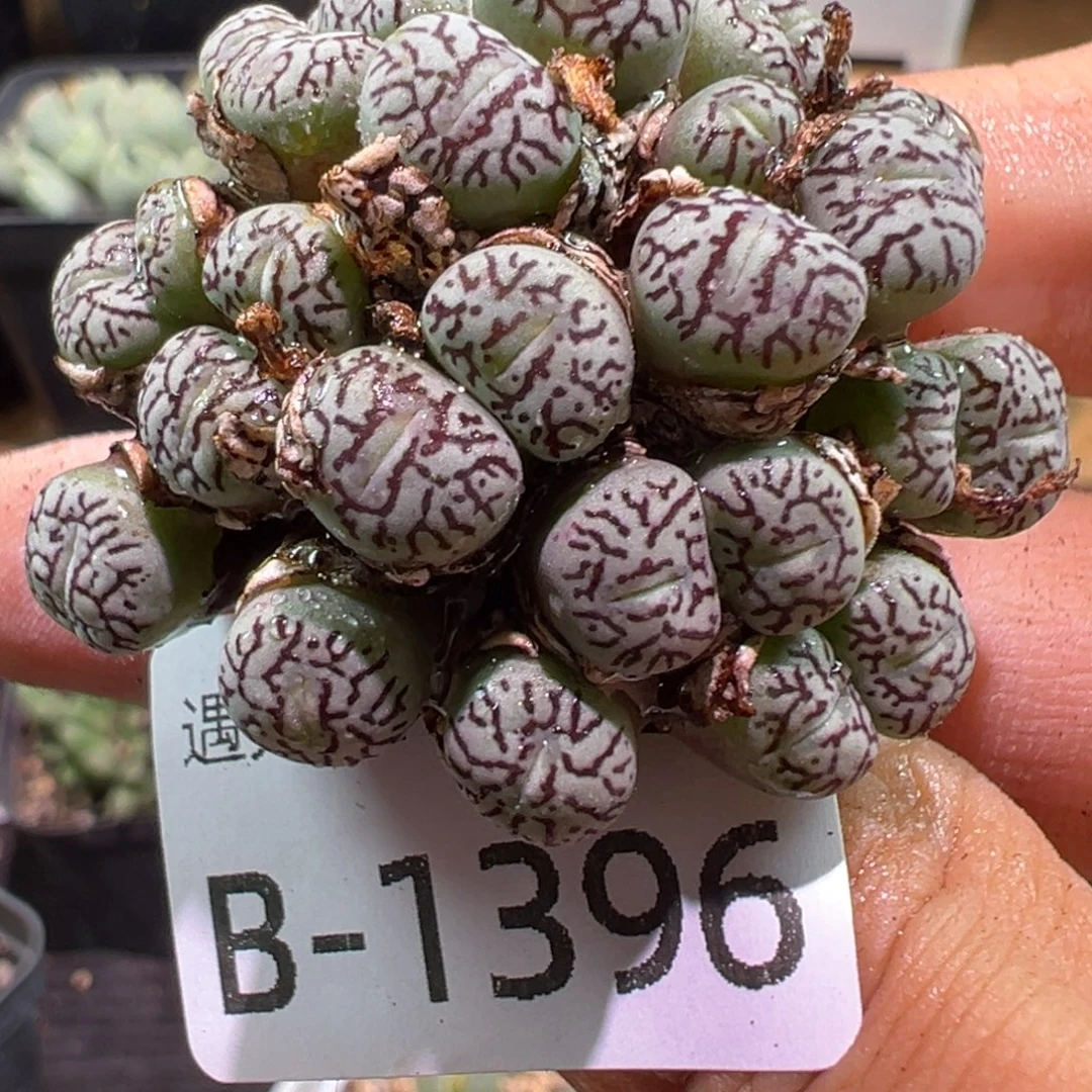 多肉植物1111111111111