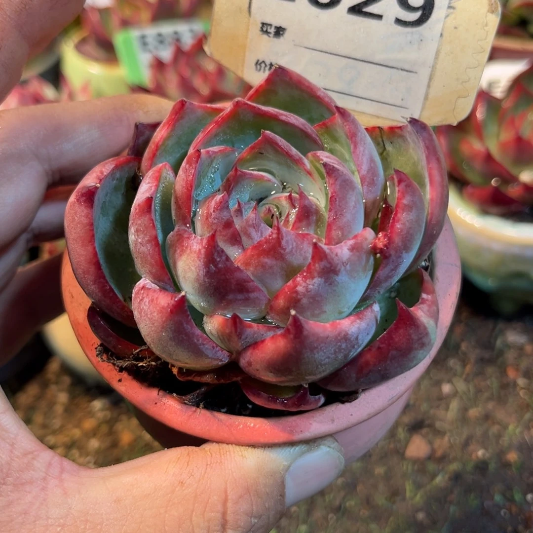 惊鸿一瞥629号多肉