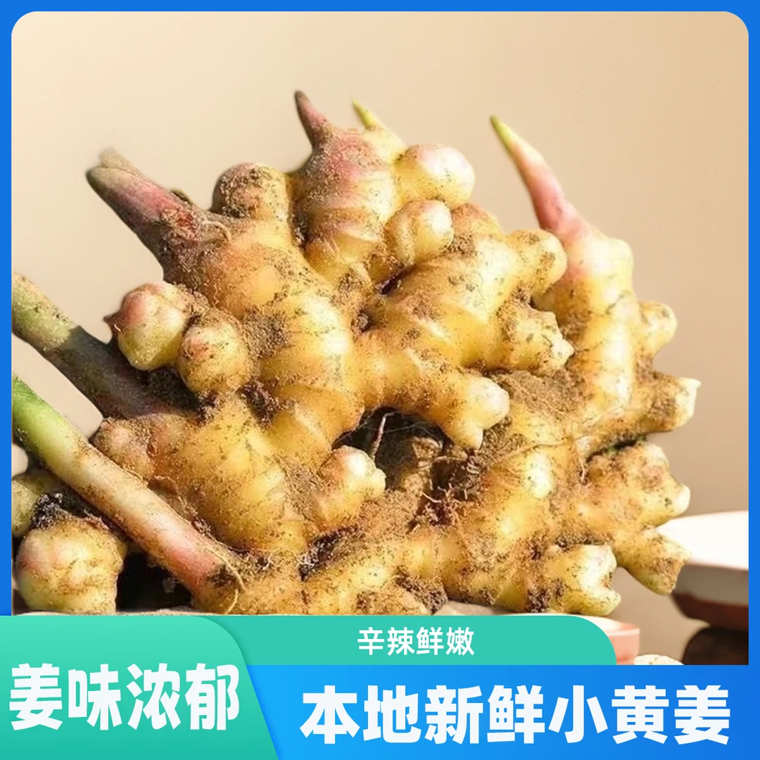 【新鲜现挖】三斤小黄姜姜味浓郁辛辣十足产地姜