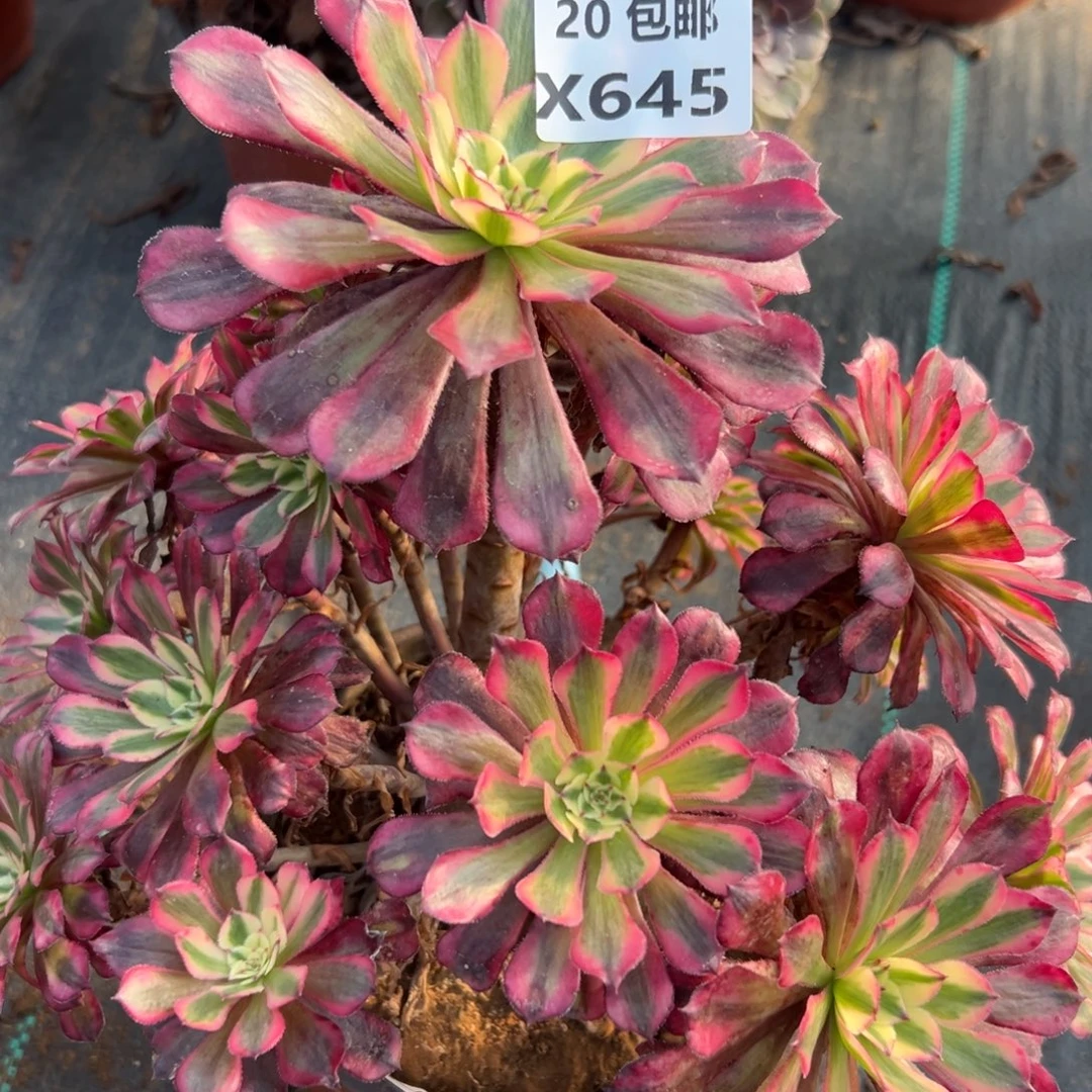 645红铜白，满20包邮嘟叮熊