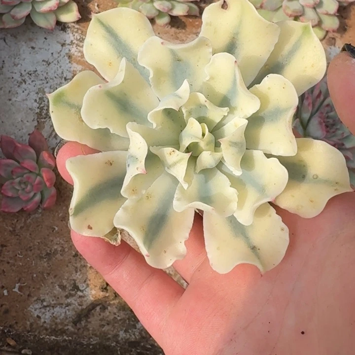 海啸头盖一物一拍好看