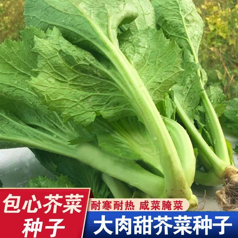 【包心芥菜种子】精选大肉卷心菜芥菜种子水咸菜盖菜包春秋播蔬菜