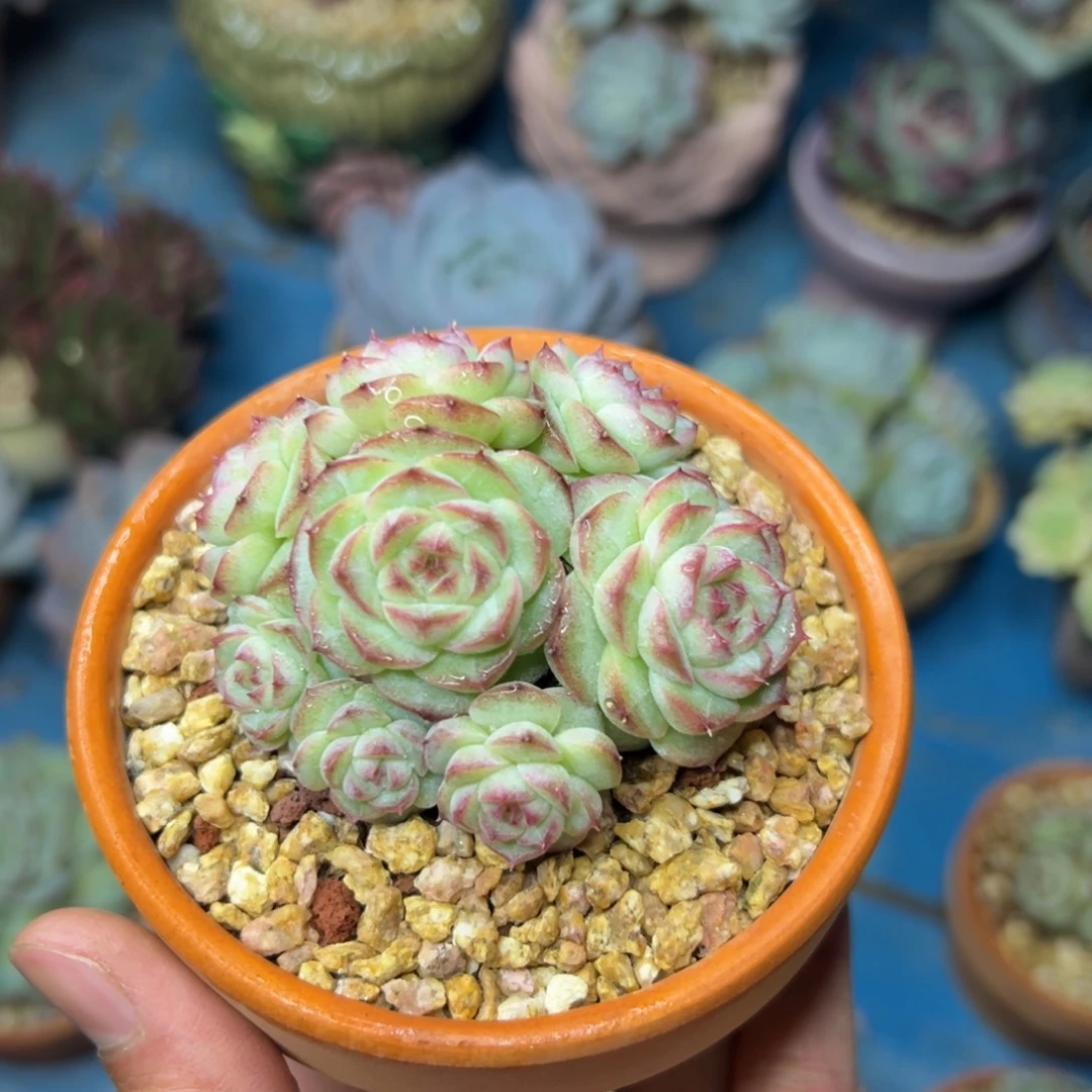 多肉植物一物一拍（13号）