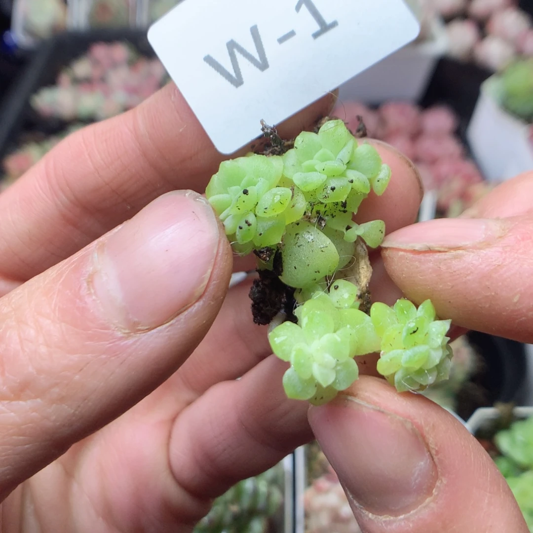 无花朵W1 纸鸢缀2颗ytyy