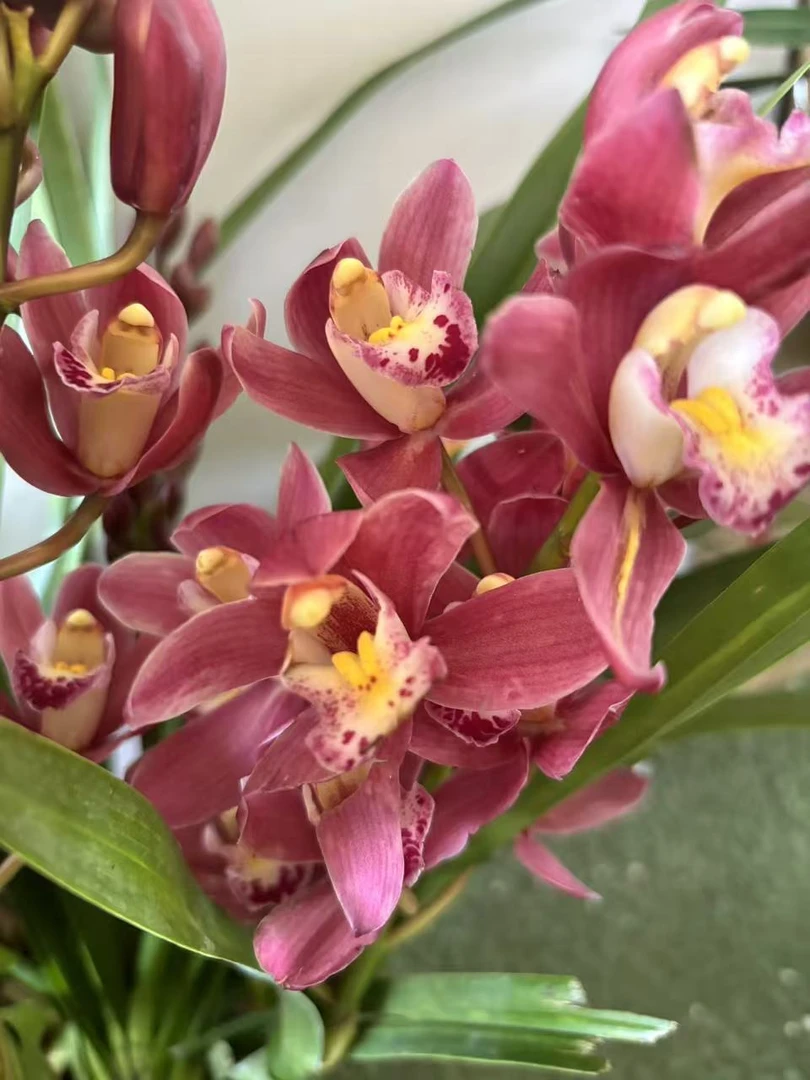老黑家的蕙兰 【红玉珠】 大花惠兰 年宵花 春节室内盆栽