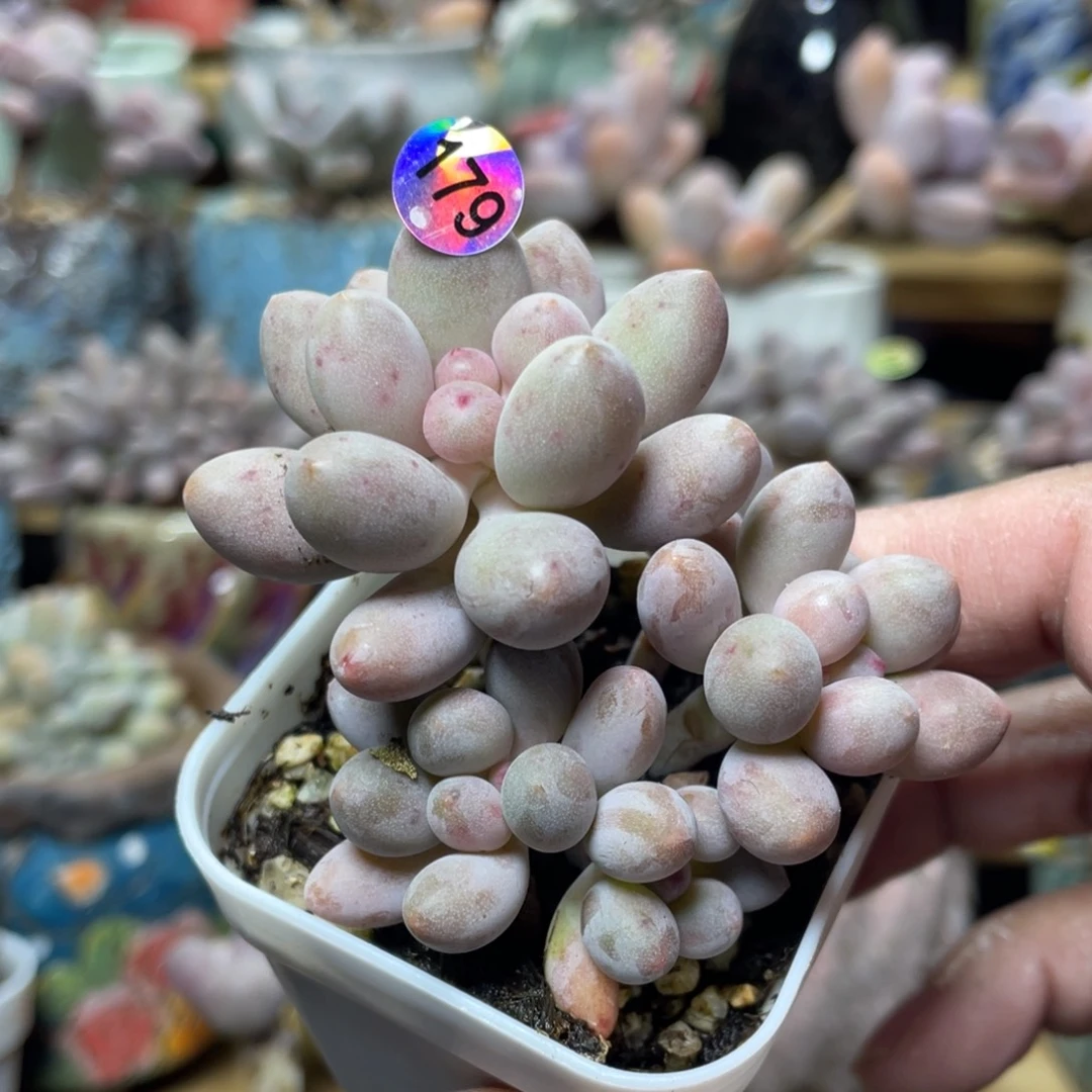 仙子奶酪多肉植物