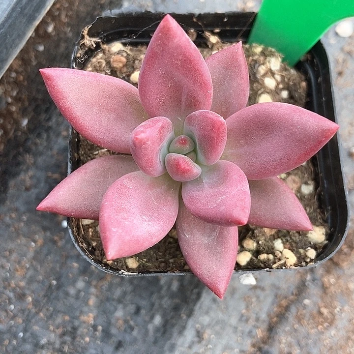 多肉植物赫菲虞807