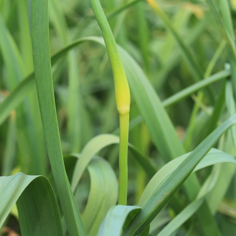 2025新鲜老苔蒜苔现抽现发农家自种蔬菜应季白帽无泡水地头现抽