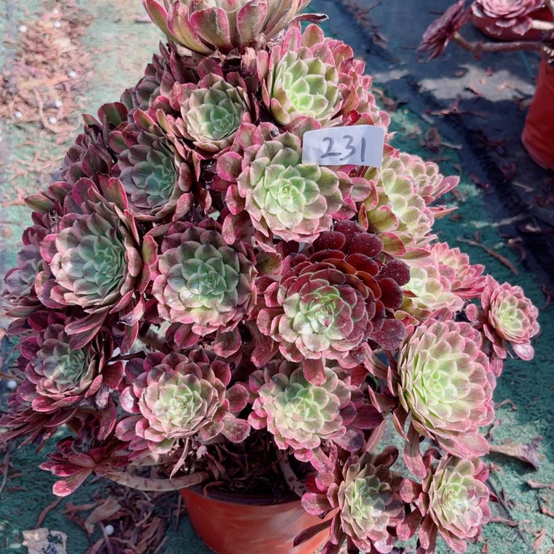 231紫焰法师多肉植物