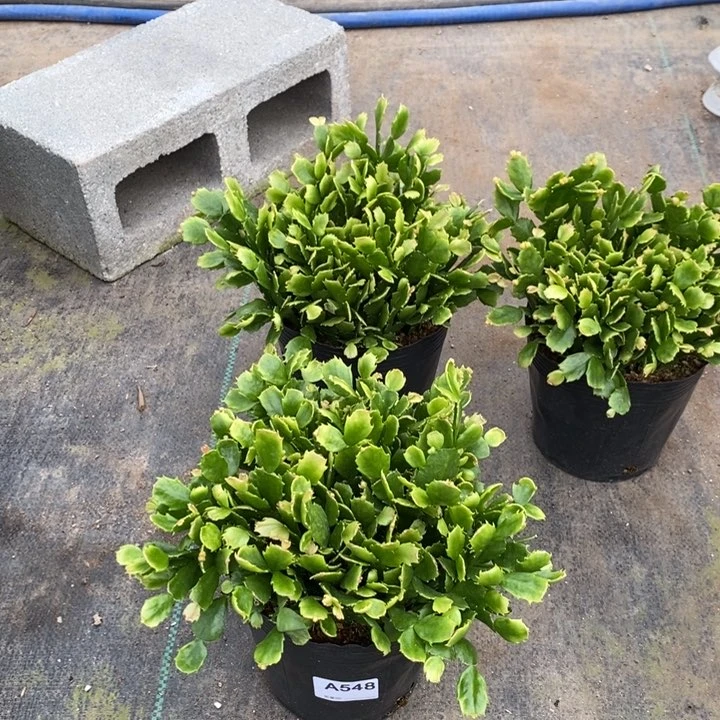 当前无花栽培后可以开花叶***雨548自根028