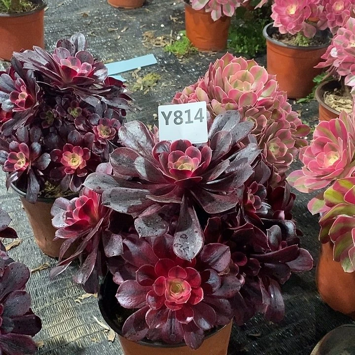 柔***?美杜莎814。