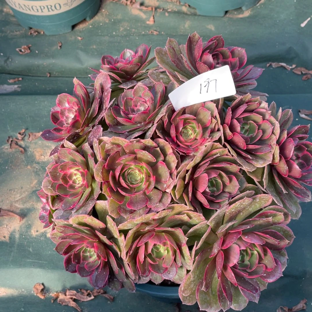 老五多肉197111111