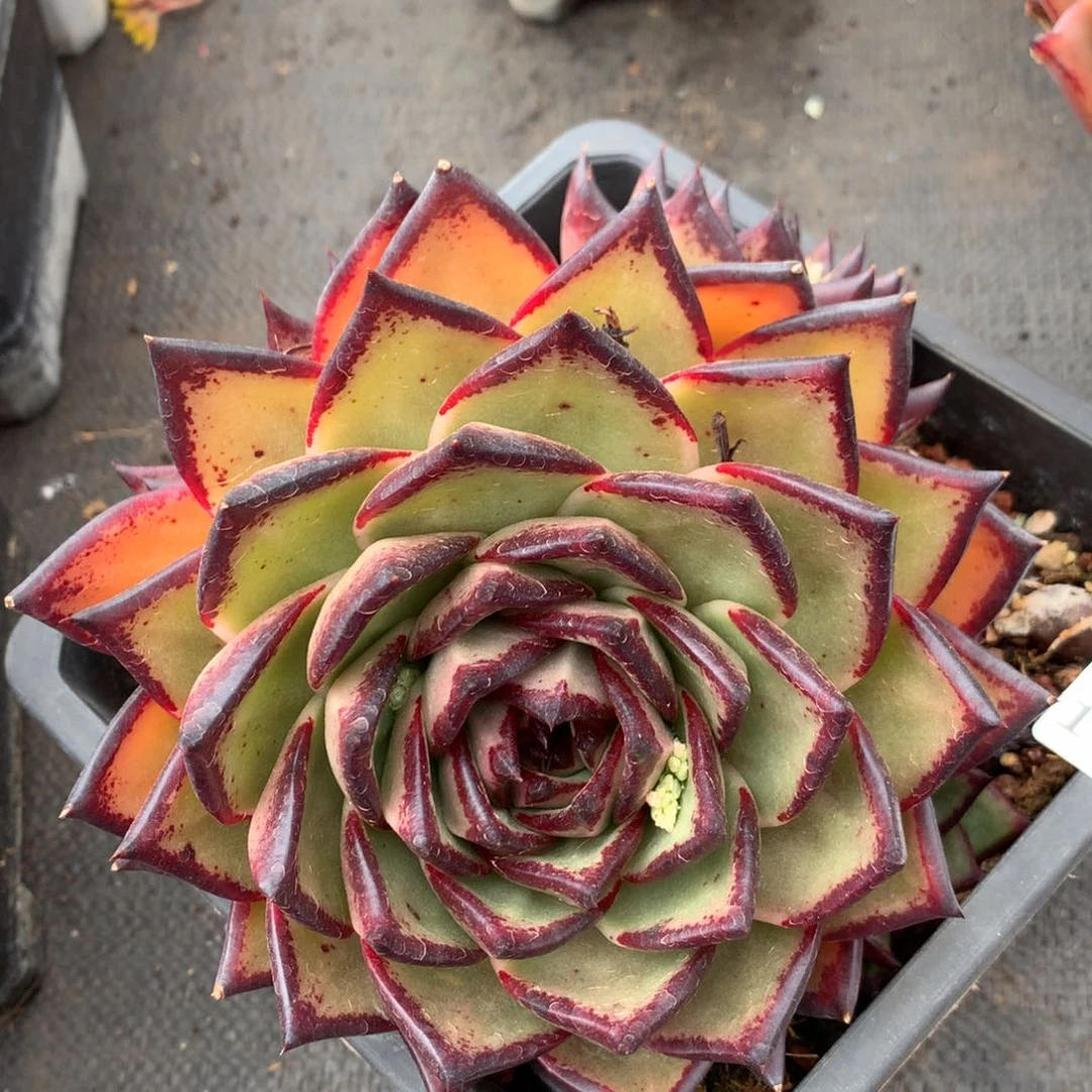 1537杂交精品基地冠~17