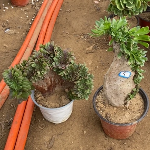 两颗法师一物一拍