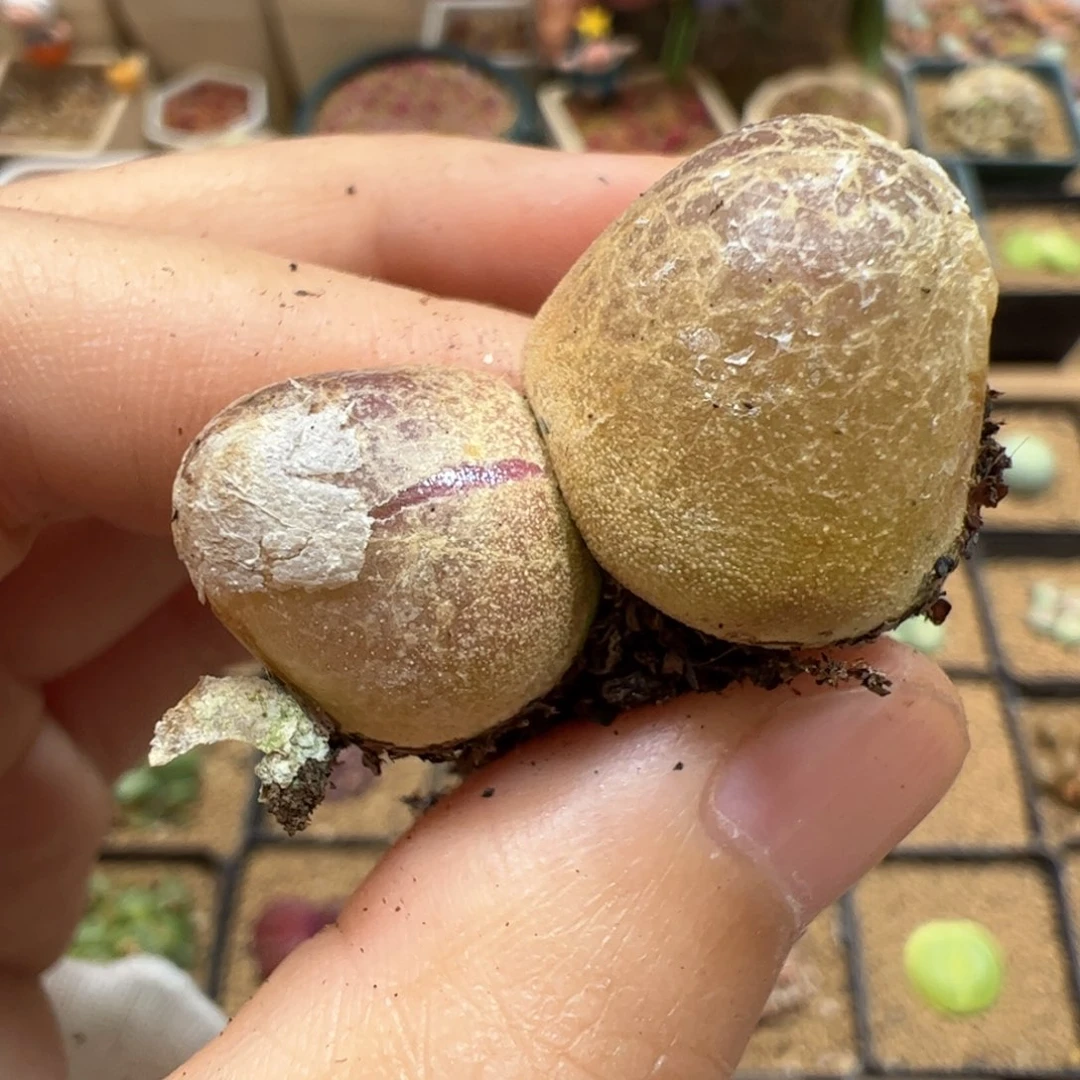 【闪购商品】64开播福利