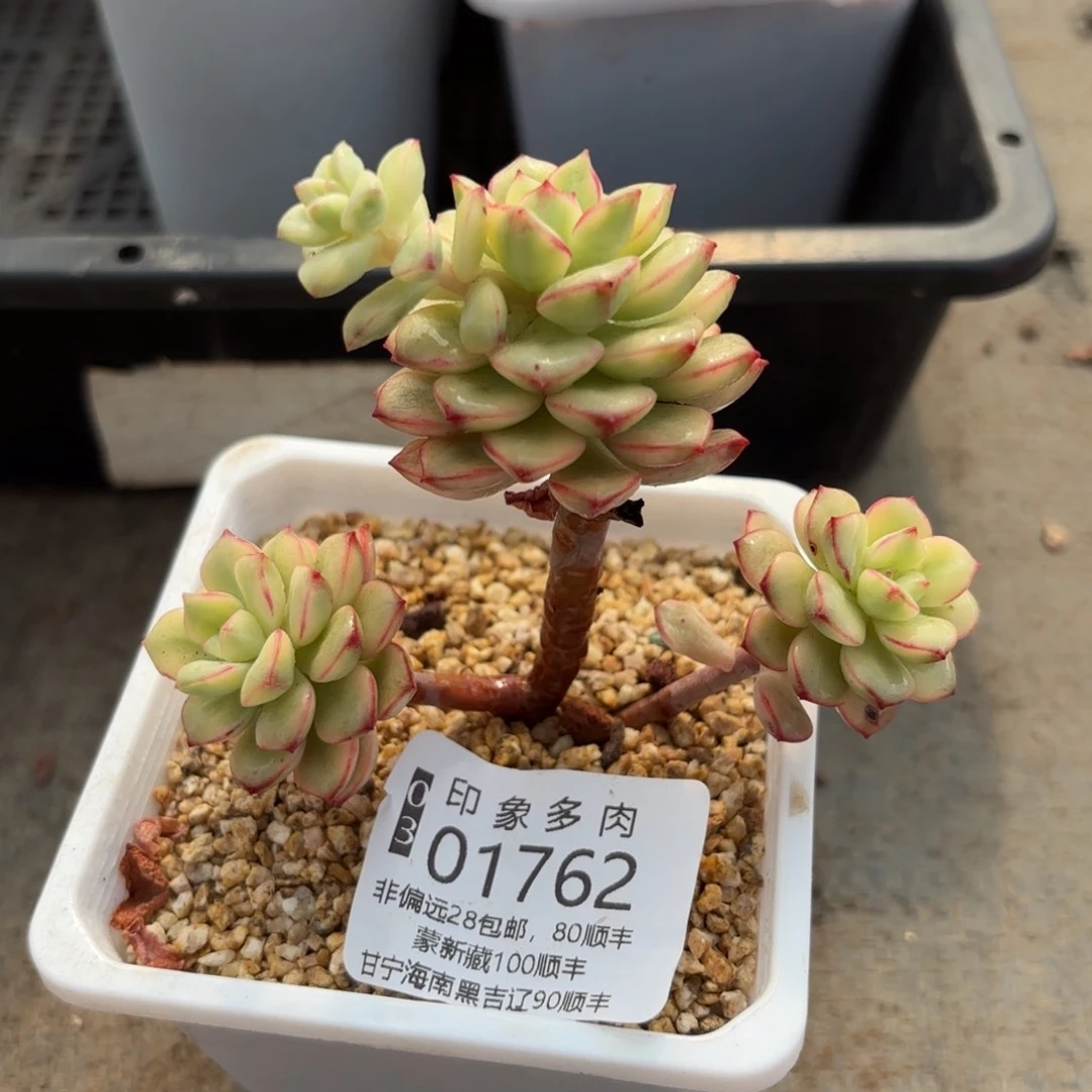 多肉植物01762gg