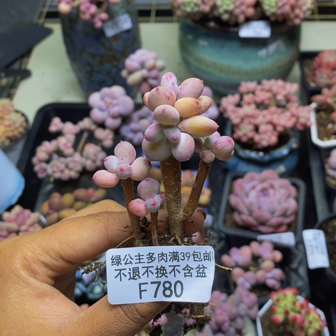 780苹果奶四代多肉4c m