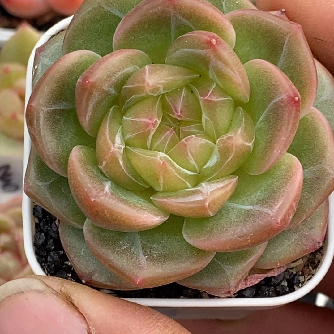 天官赐福百无禁忌