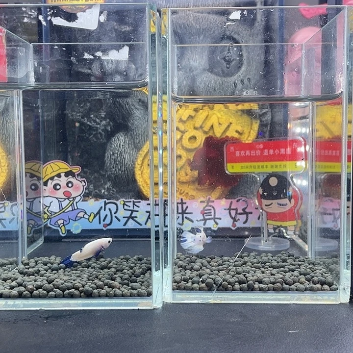 斗鱼63号926早青花2
