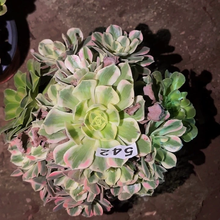 542妖月多肉植物不售后