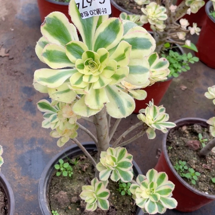 674白兰地多肉123446789