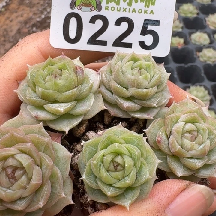 当前无花朵，栽培后可花朵多肉植物多肉植物