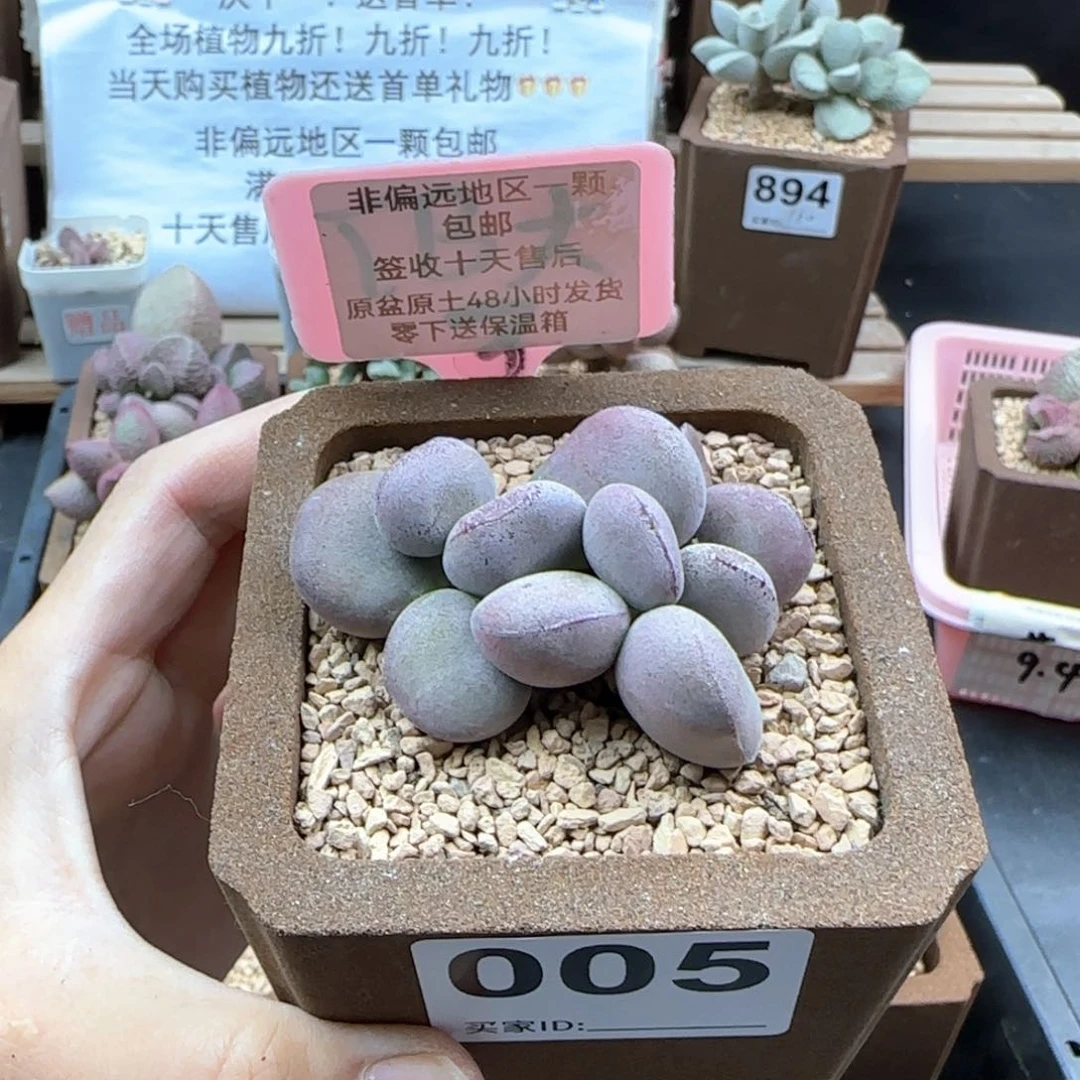 005球球紫蛋多肉