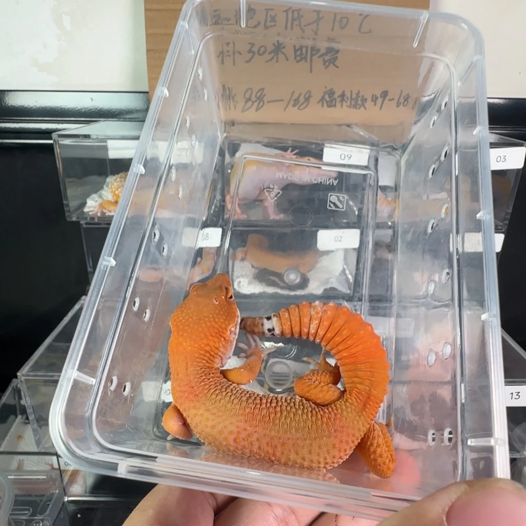 豹纹守宫黑血蜜橘弟弟39克